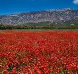 Poppy fields in Catalunya,  Spain