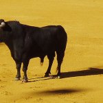 National animal of Spain