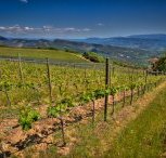 The wine Region in the Pyrenees,  Catalunya,  Spain